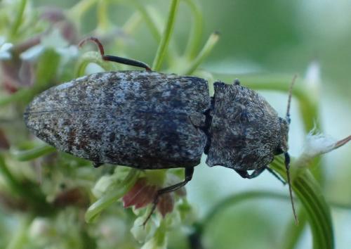 Réf. 266 362 : Agrypnus murinus